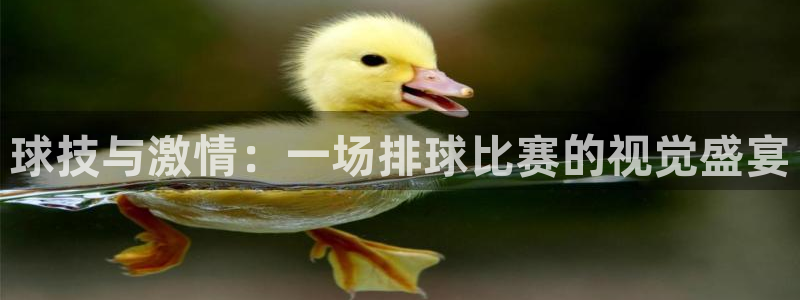 od篮球馆：球技与激情：一场排球比赛的视觉盛宴